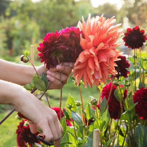 cut flowers dahlia