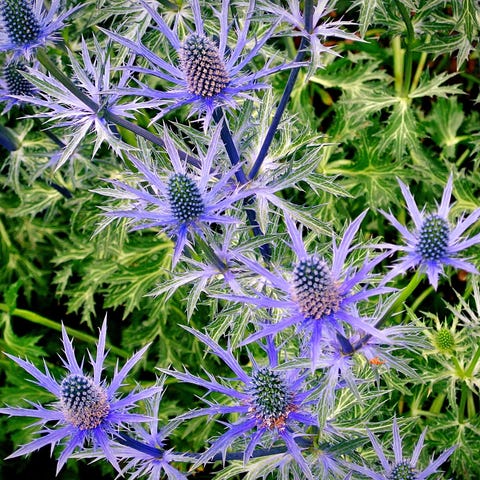 garden trends 2022 drought tolerant plants, purple eryngium