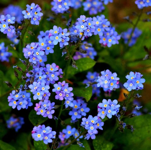 garden trends 2022 blue forget me not flowers