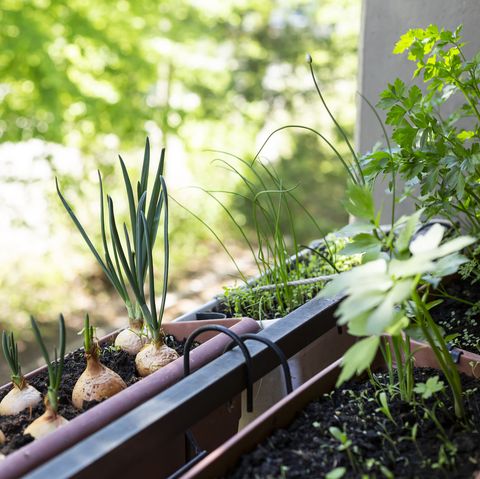 garden trends 2022 grow your own, various herbs growing in small balcony garden