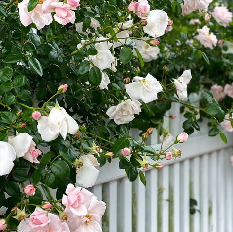 rose bush in bloom