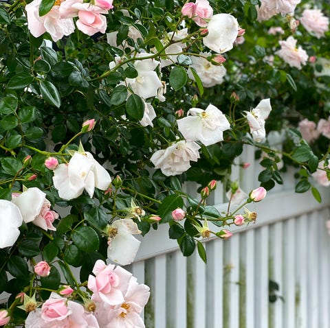 rose bush in bloom