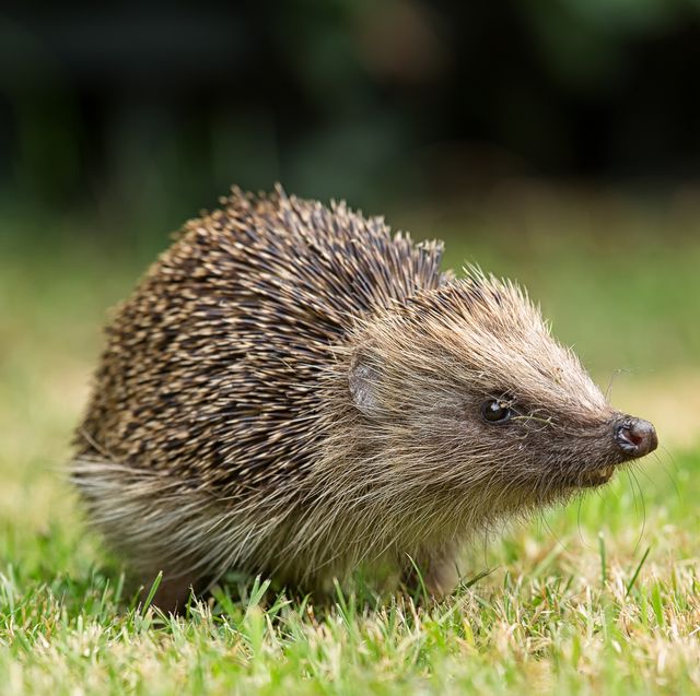 hedgehog in the garden