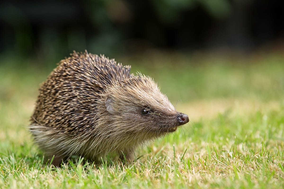 British Hedgehogs Now Officially Vulnerable to Extinction