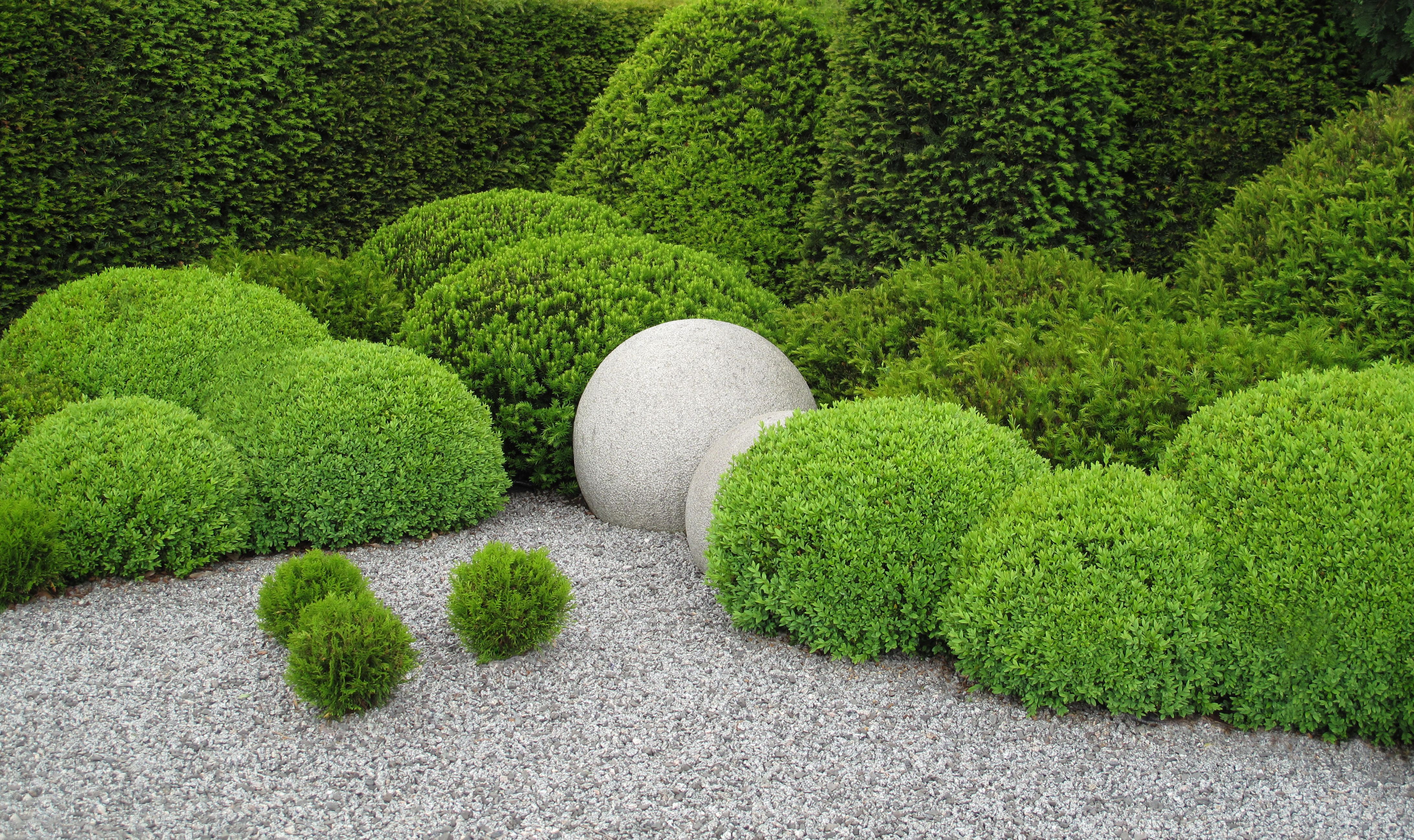 20 Best Boxwood Shrubs To Plant Boxwood Bush And Hedge Ideas