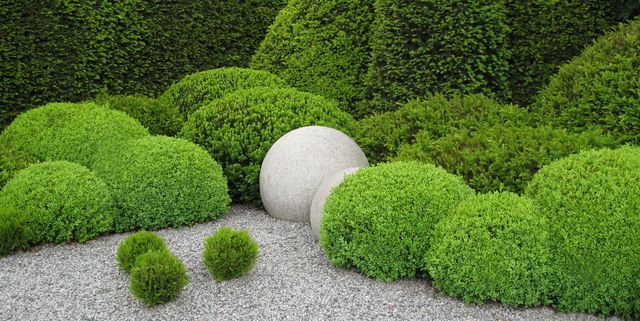20 Best Boxwood Shrubs To Plant, Small Round Bushes For Landscaping