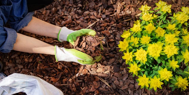 How to Mulch Your Garden - 6 Kinds of Mulch and When to Use Them