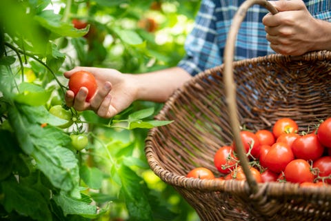 gardener picking ripe crimson crush tomatoes in late summer in greenhouse of organic vegetable garden