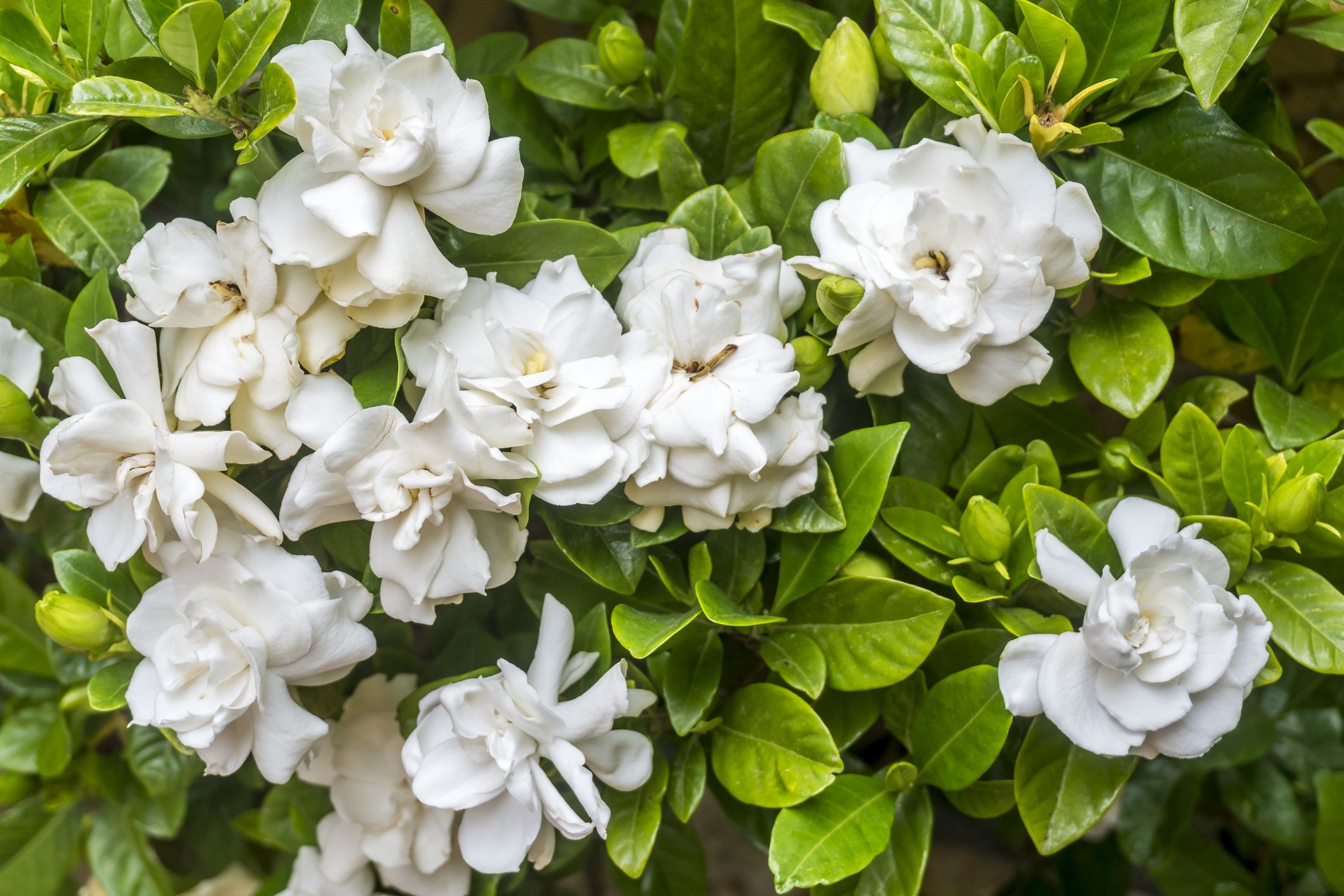15 Most Fragrant Outdoor Flowers Best, Shade Rock Garden Plants Zone 5