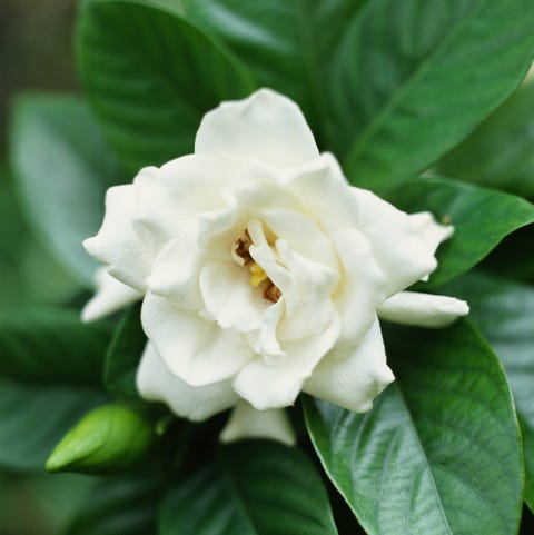 gardenia