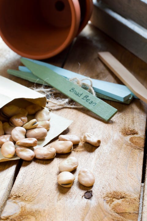 Broad bean seeds