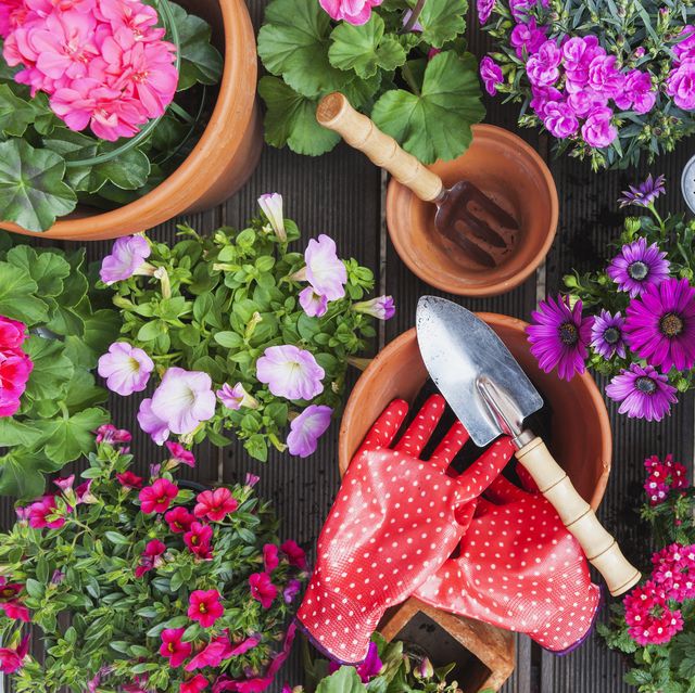 gardening, different spring and summer flowers, gardening tools on garden table