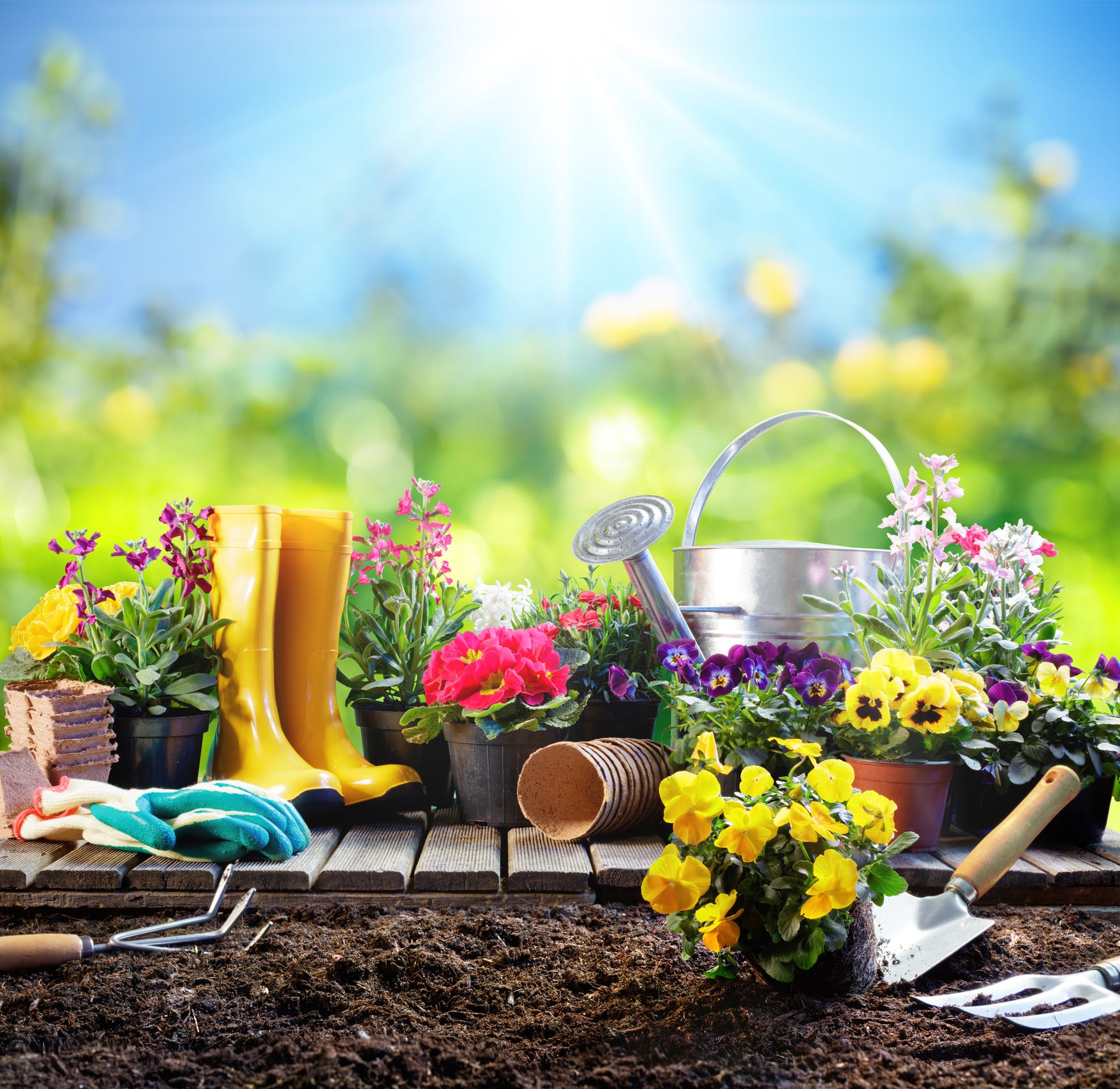 home plants grow in water