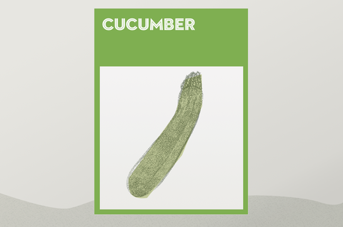 how to grow cucumbers