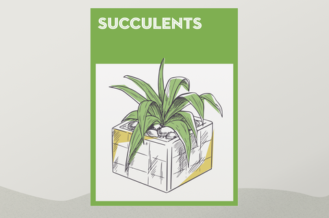 how to grow succulents