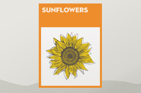 how to grow sunflowers