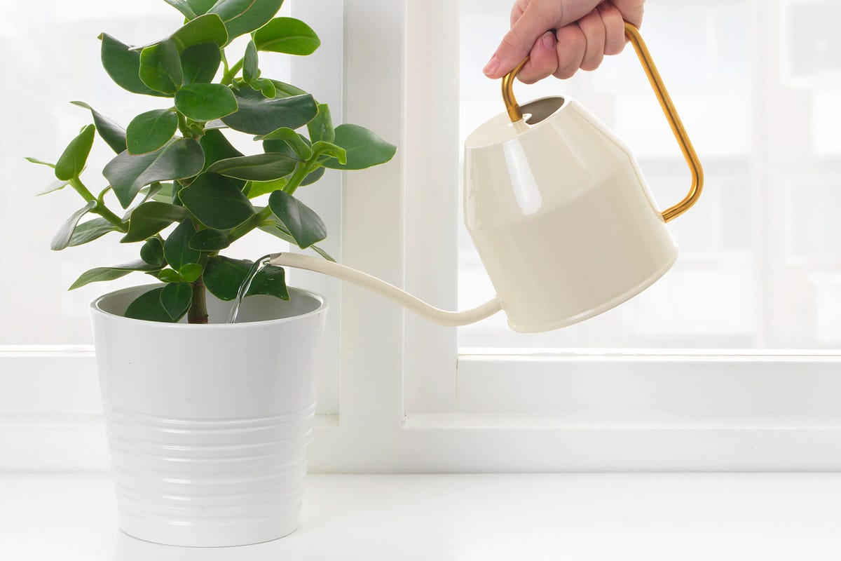 The Best Houseplant and Gardening Gear for an At-Home Jungle