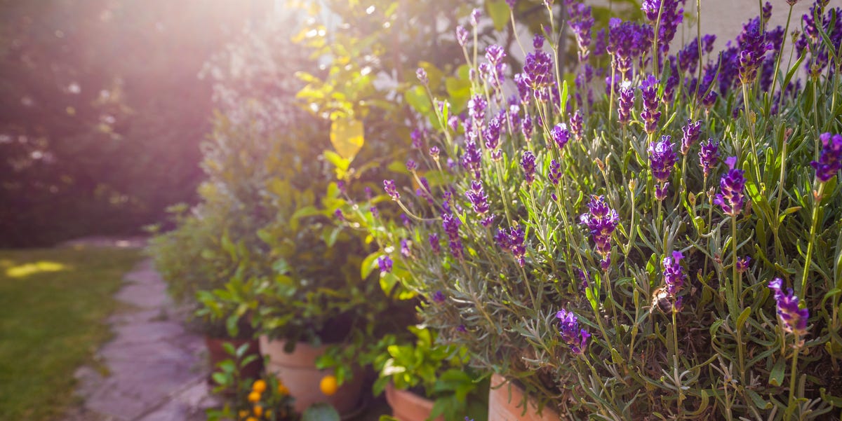 4 Ways Gardening Can Help You Sleep