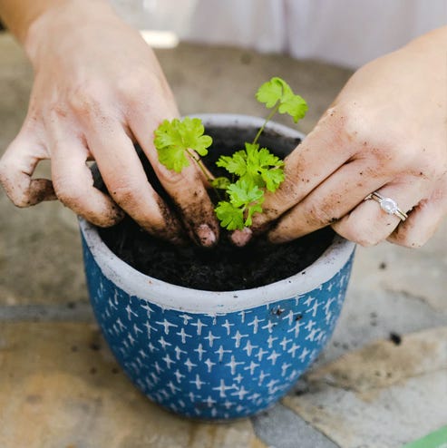 gardening subscription box