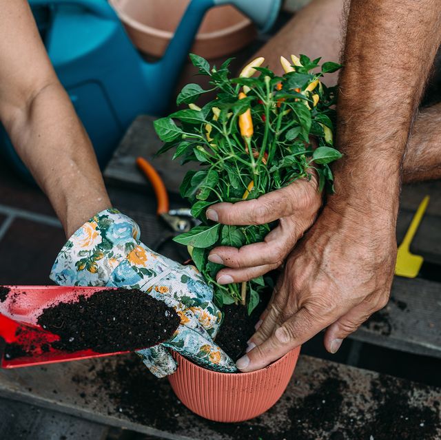 couple repotting plant with gardening tools