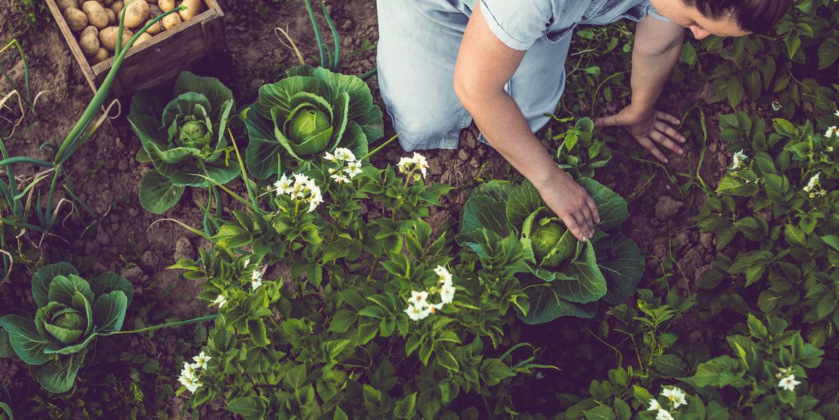 6 of the top gardening trends for 2019, according to Wyevale Garden Centre