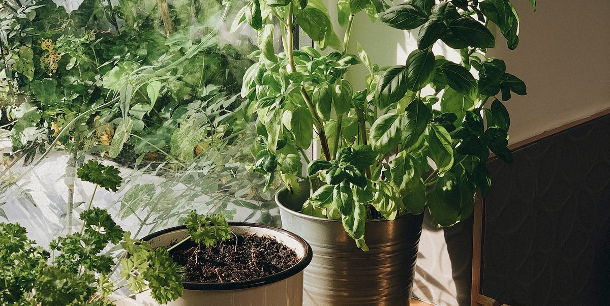 9 Gardening Trends For 2023, According To The RHS 9 Gardening Trends For 2023, According To The RHS