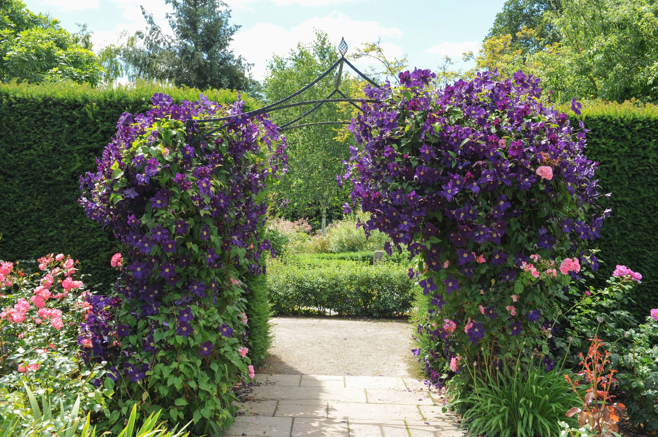 22 Purple Flowers For Gardens Perennials Annuals With Purple Blossoms