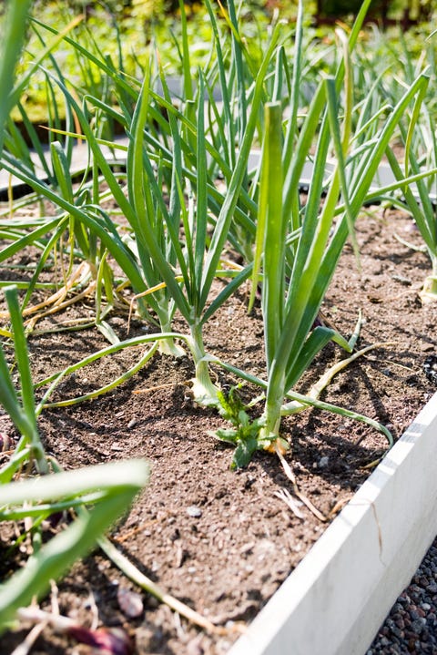 garlic growing in ground