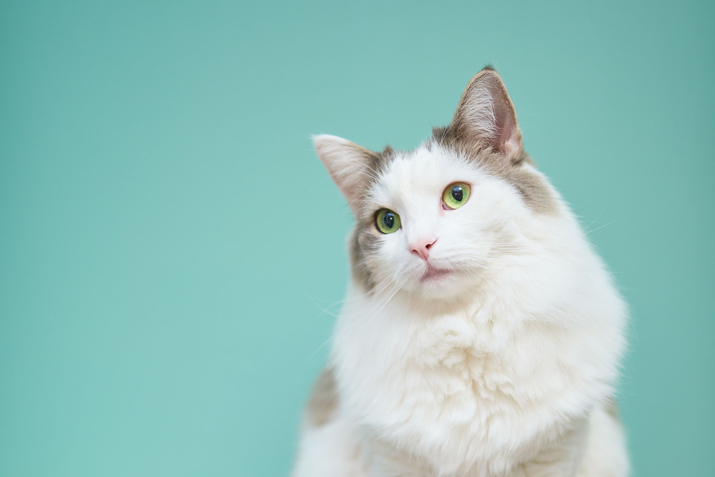 Corbata Pais de Ciudadania pecador Por qué es esencial llevar al gato al veterinario con frecuencia