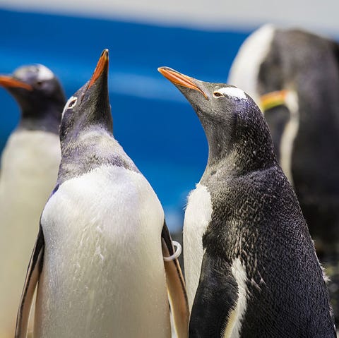 Sydney Aquarium Penguin Experience Launch Sydney Aquarium Penguin Experience Launch