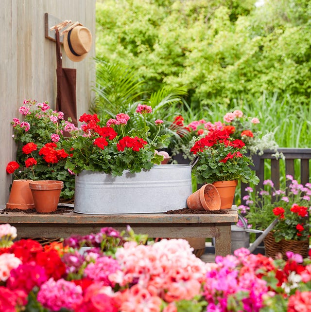 flores y plantas para terrazas, con macetas de geranios