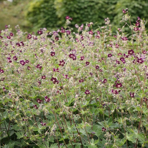 31 Best Shrubs For Shade Loving Garden Plants Shade Loving Garden Plants, Garden Plants That Like Shade Uk
