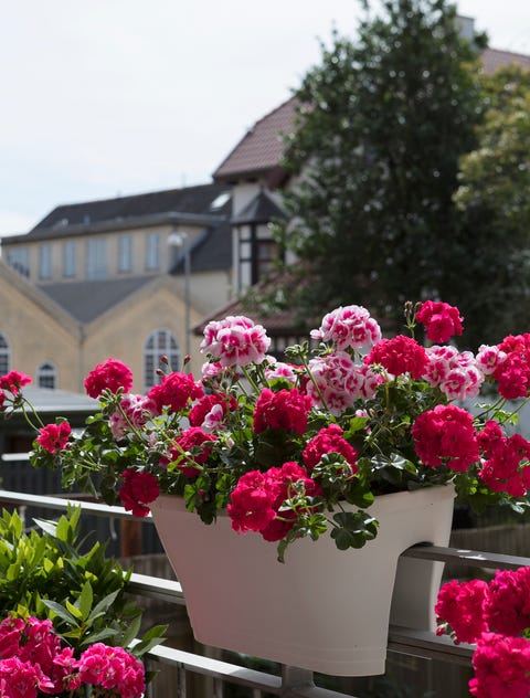 Balcony Ideas How To Decorate A Balcony Garden Balcony Ideas How To Decorate A Balcony Garden
