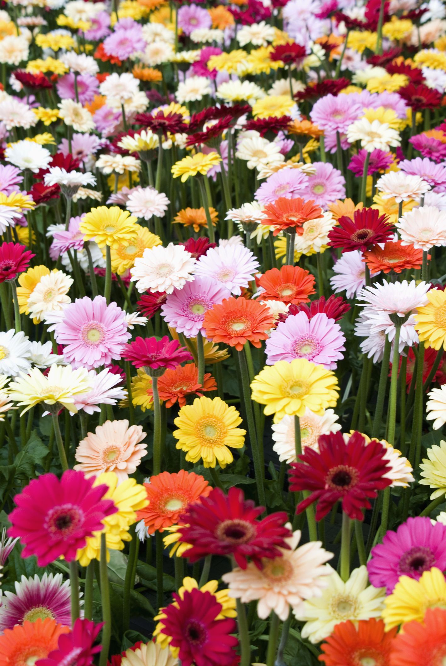 25 Colorful Types Of Daisies Daisy Varieties For Your Garden,Turkey Legs Disney