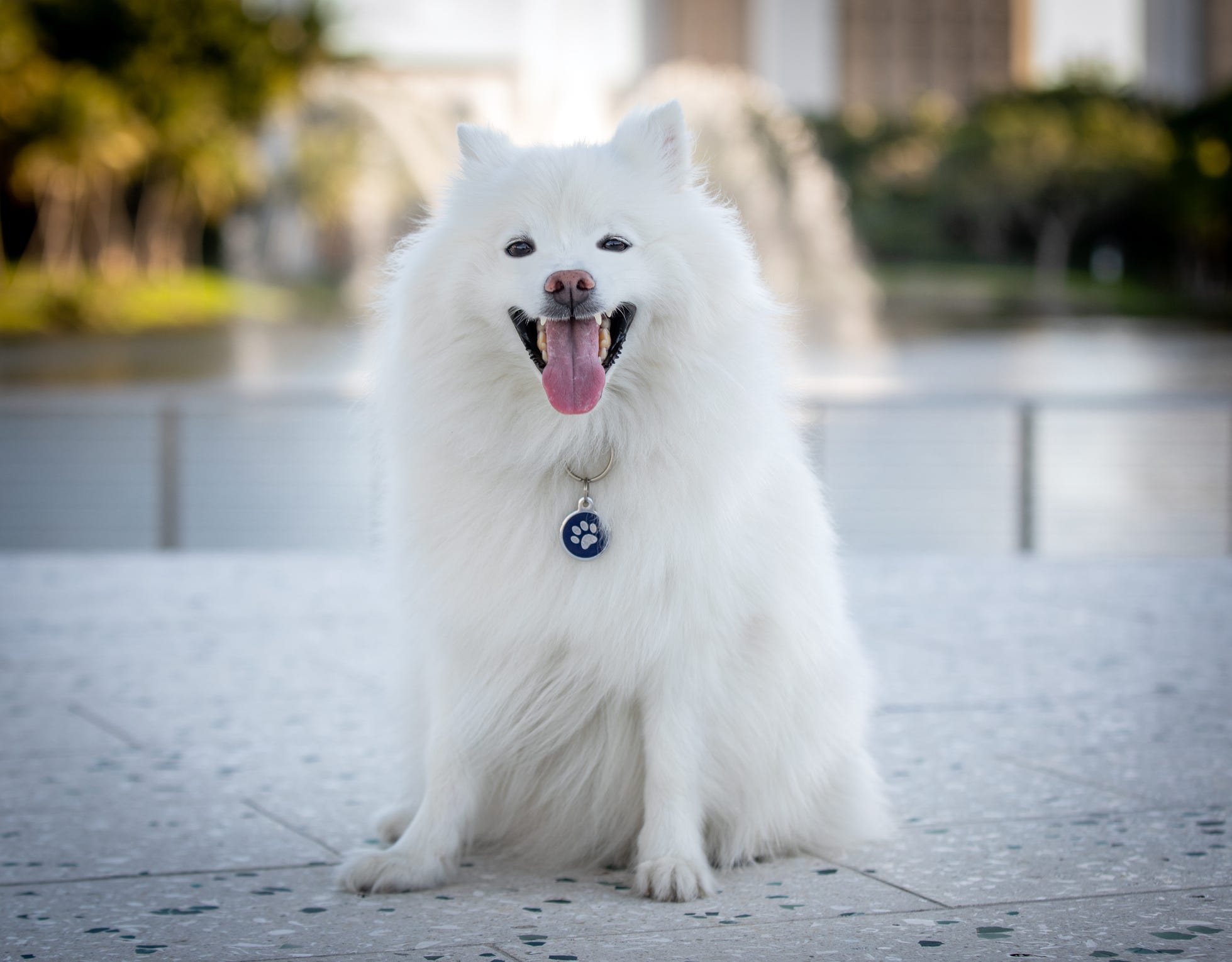 a german dog breed