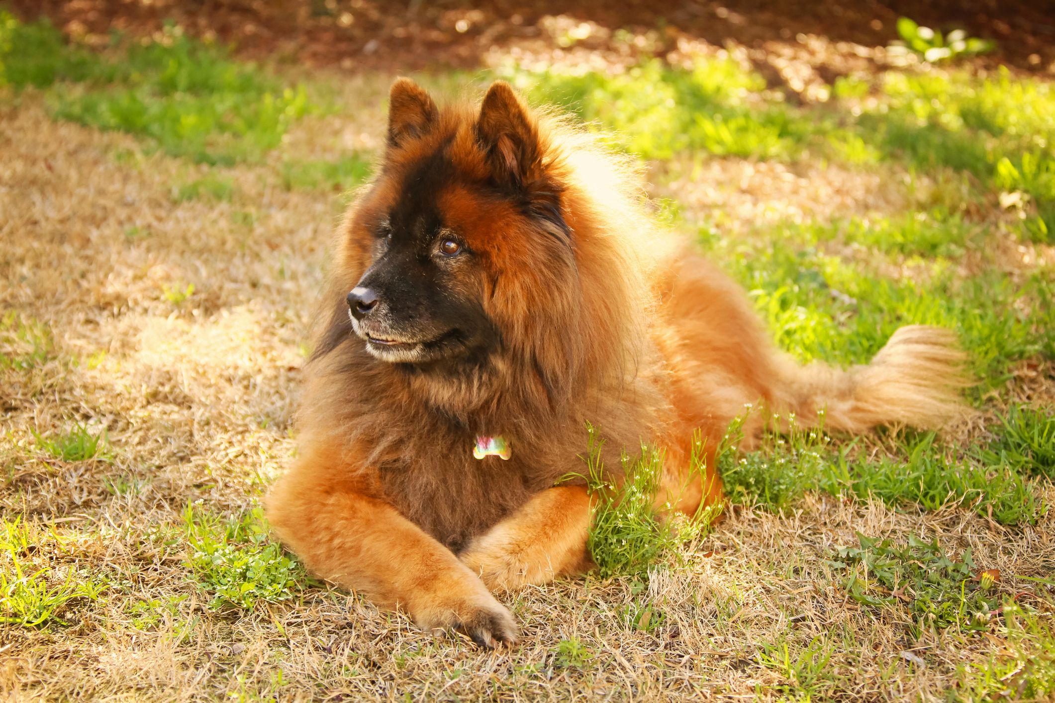 german large breed dogs