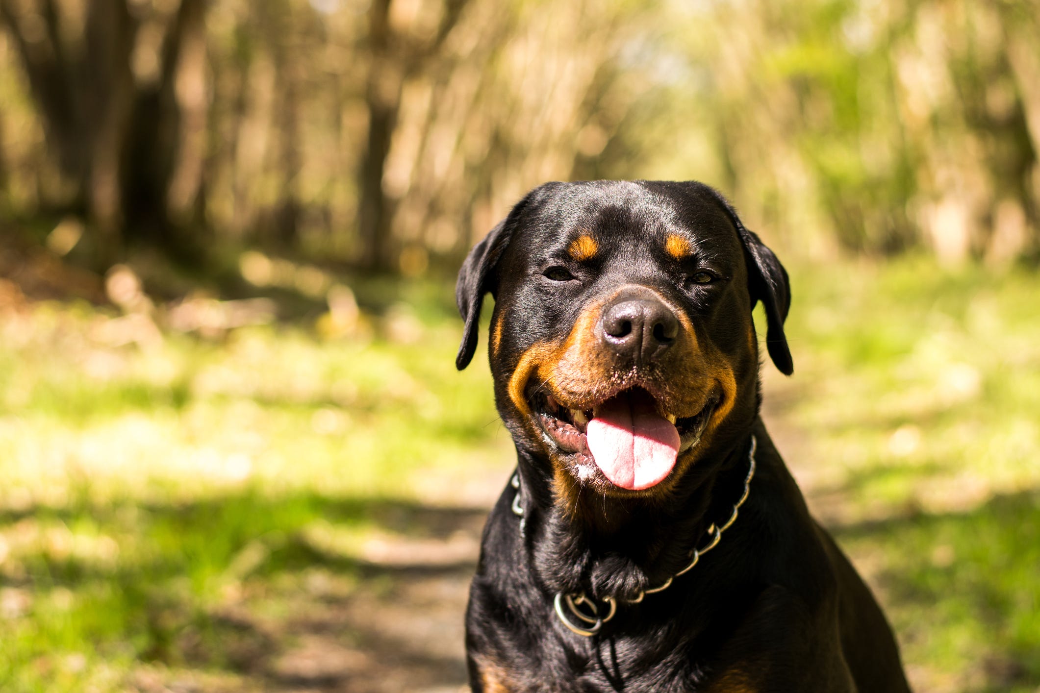 is the rottweiler legal in germany