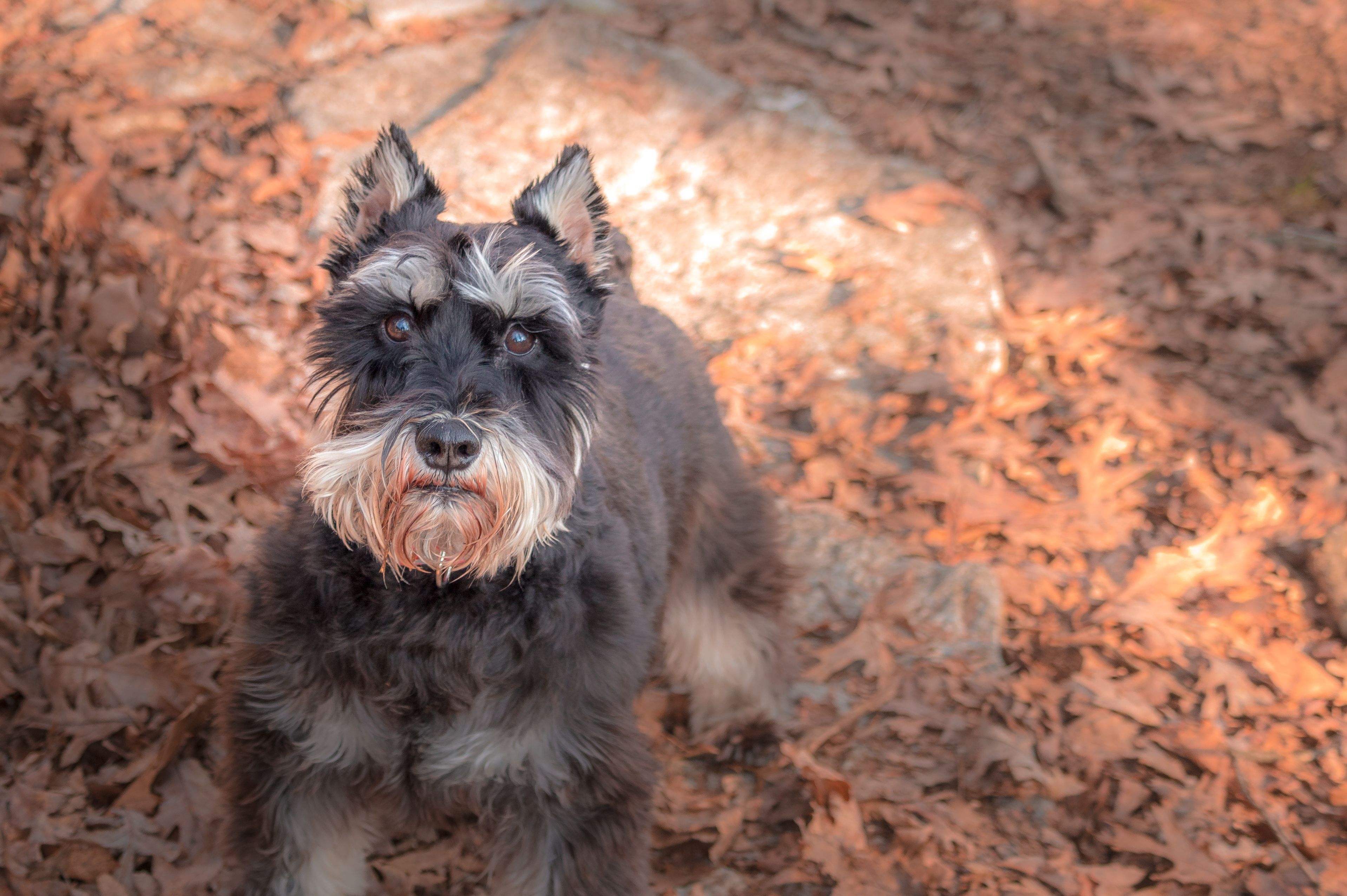 are schnauzer german shepherds the right dog for you
