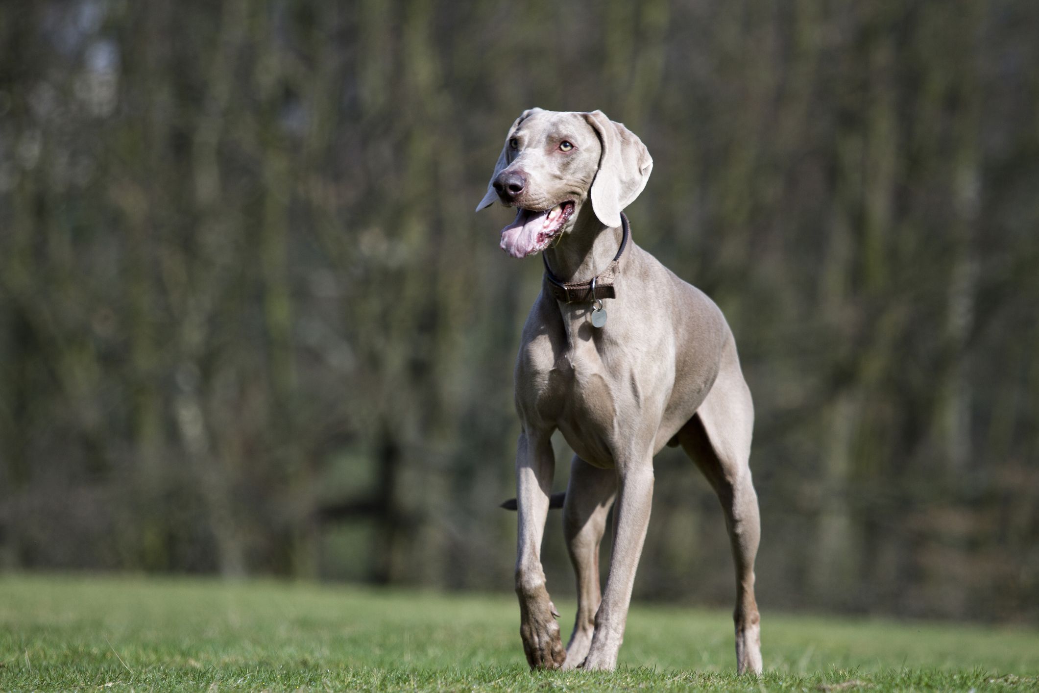 german dog breeds weimaraner