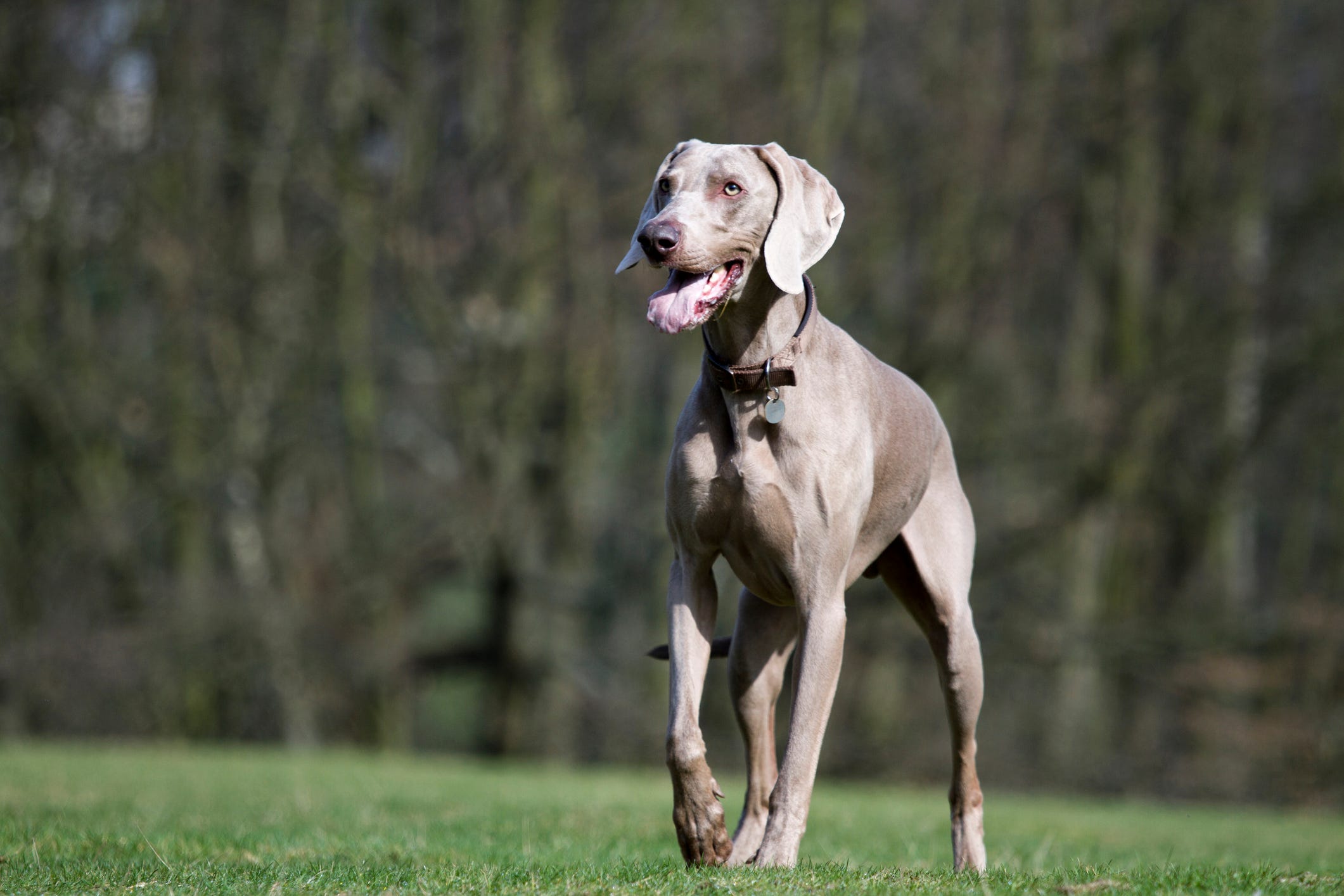 a german dog breed