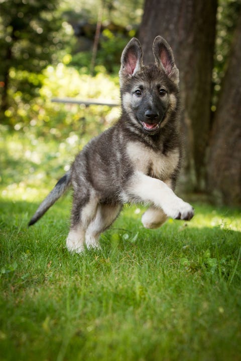 Dog, Mammal, Vertebrate, Canidae, Dog breed, Carnivore, Tamaskan dog, Saarloos wolfdog, Native american indian dog, Wolfdog, 