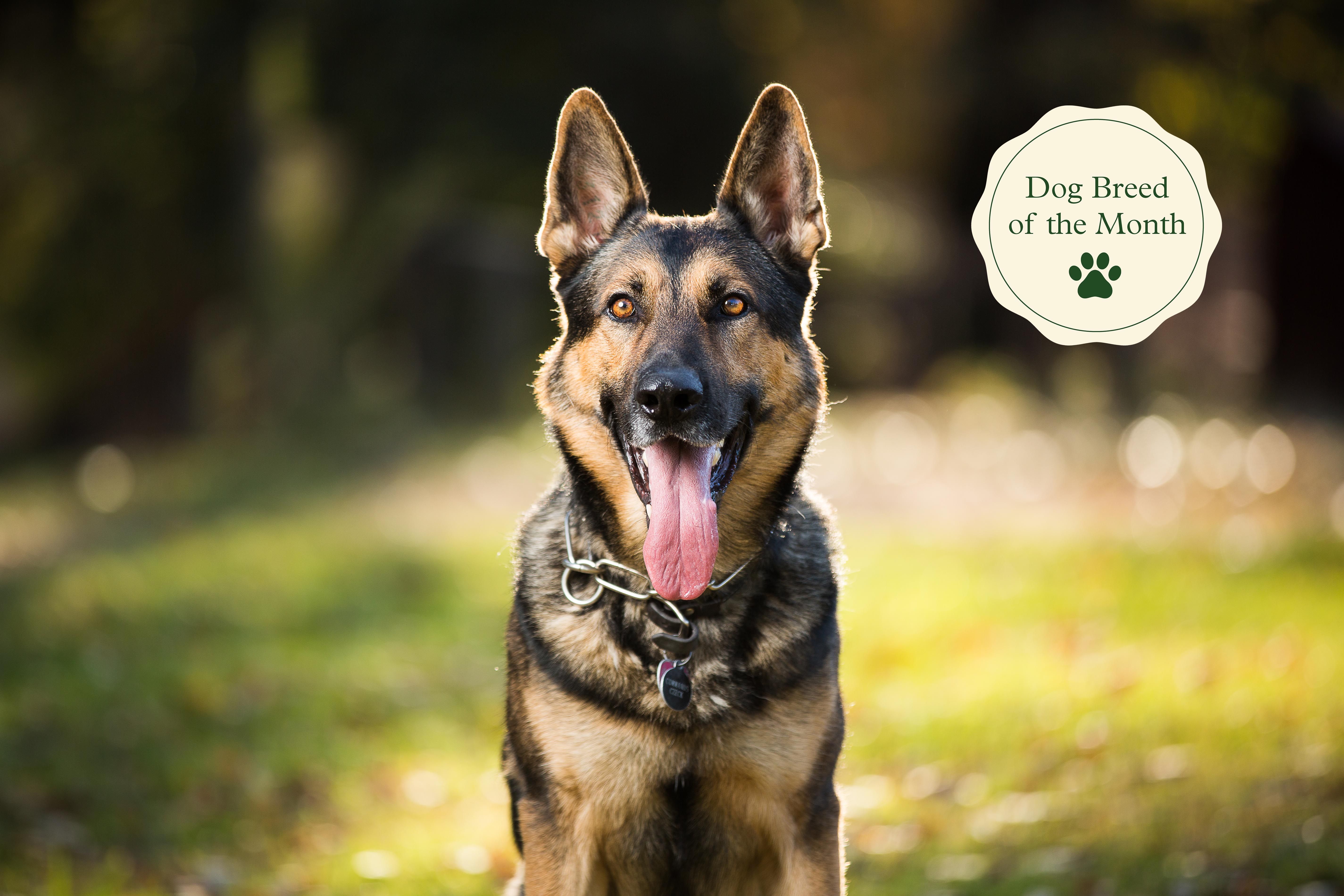 are german shepherds natural good guard dogs