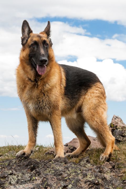 german shepherd - best guard dogs