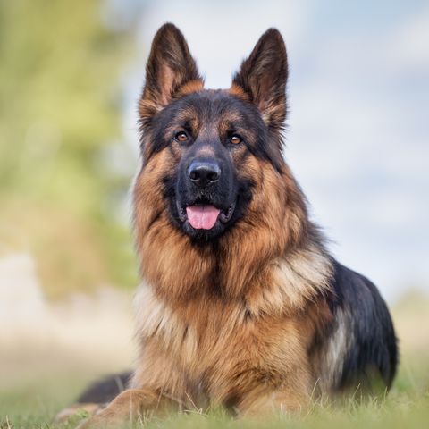 Best guard dogs for the home