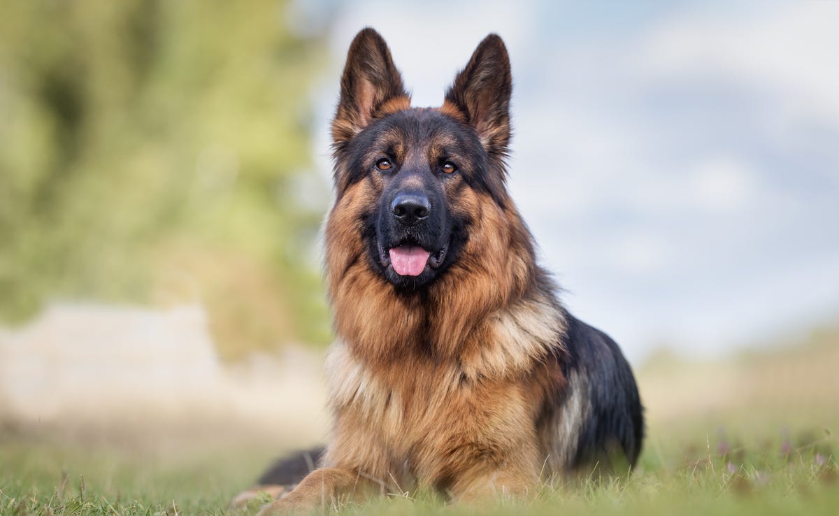 Best Guard Dogs To Deter Burglars Entering Your Home Dog Breeds