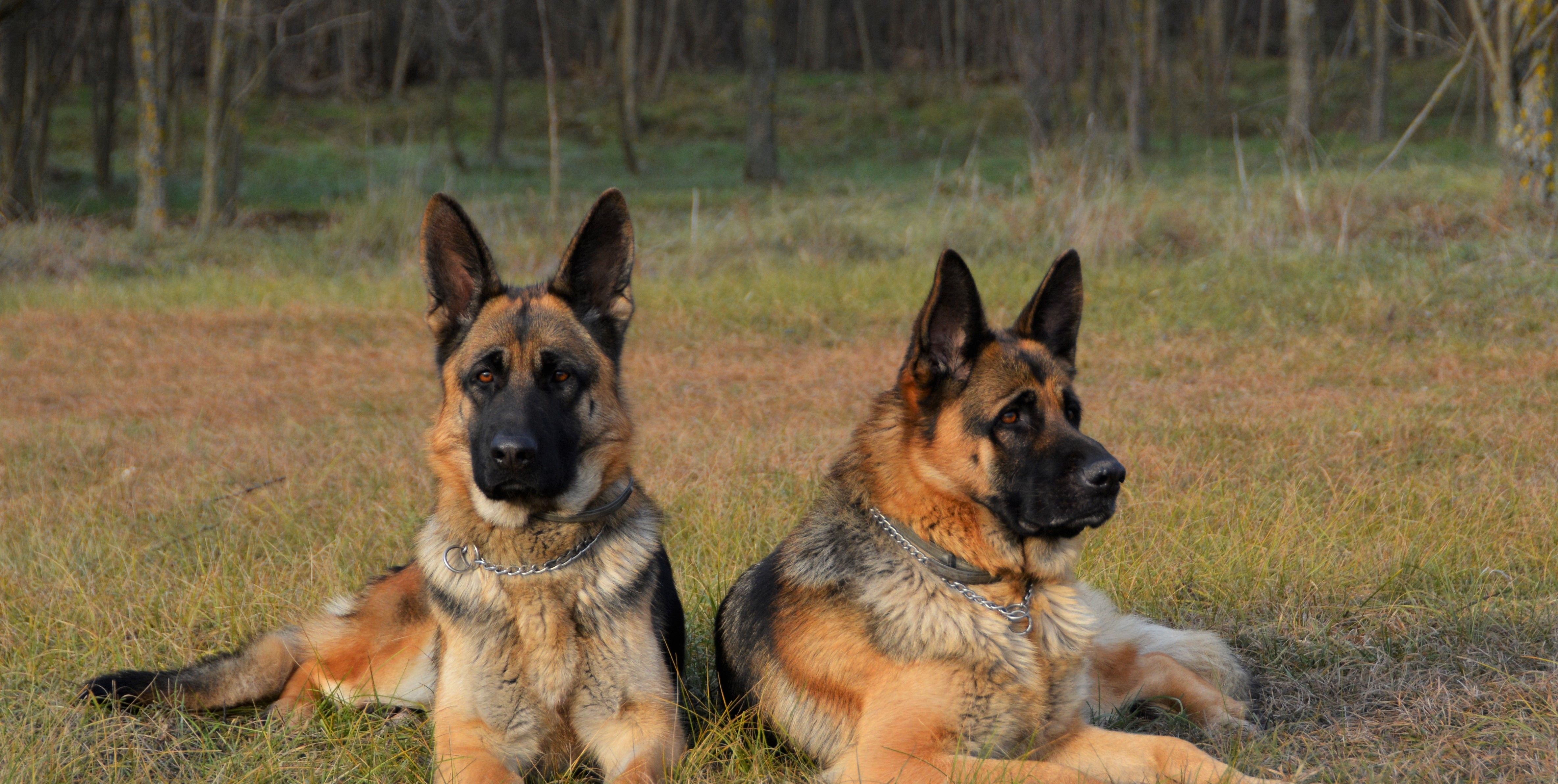 can 2 male german shepherds live together