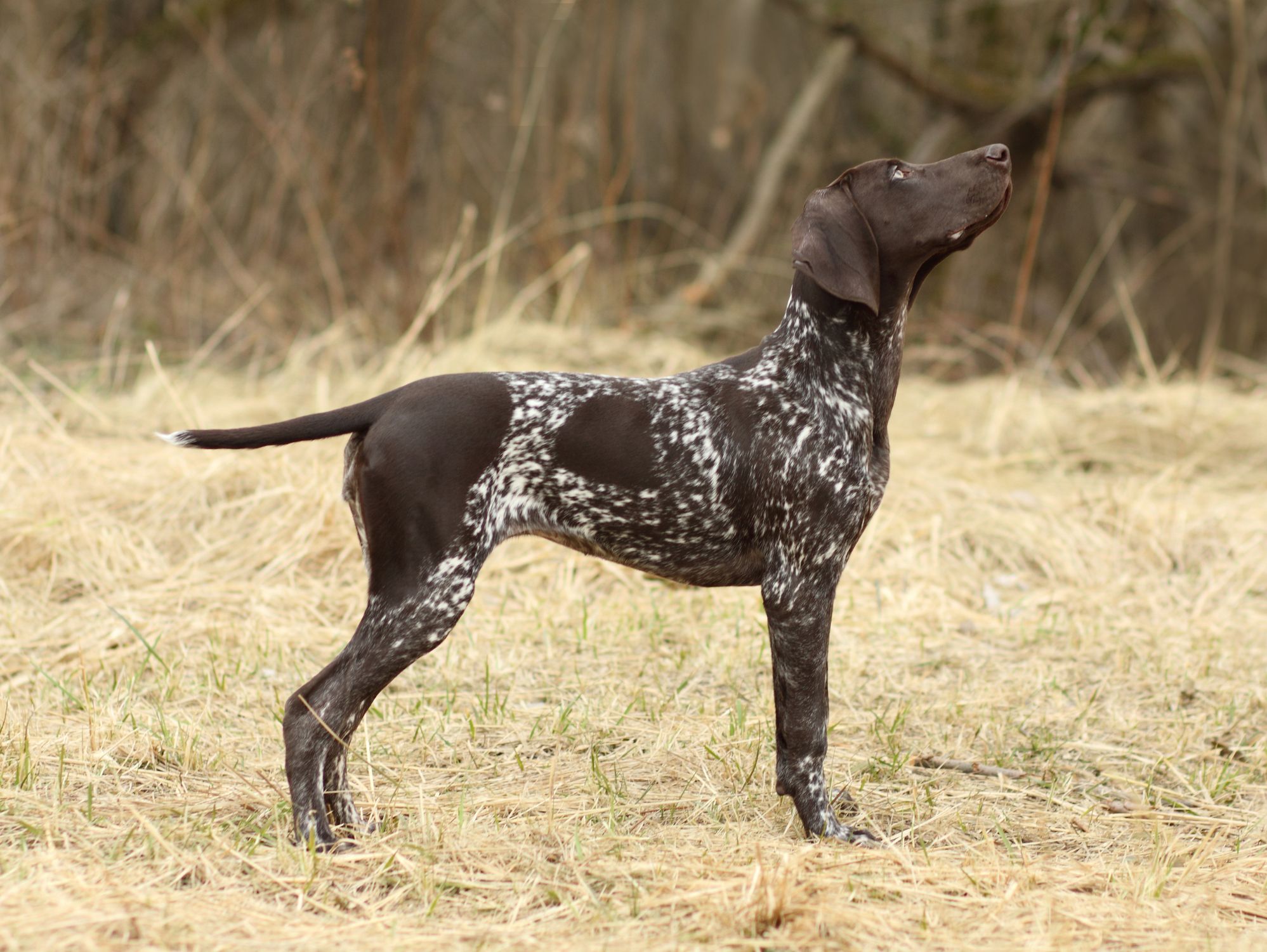 long haired dog breeds list