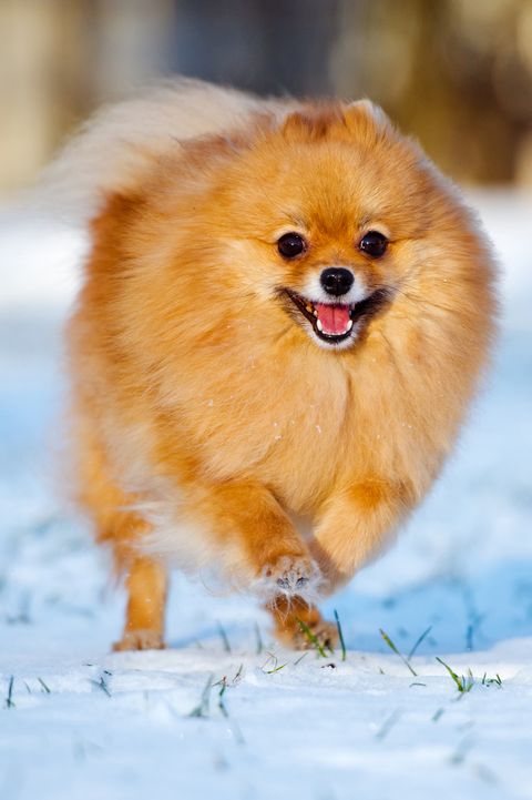 20 Best Small Dog Breeds — The Most Popular Small Dogs for 