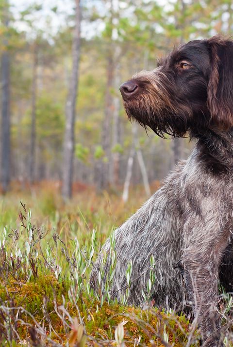 45 Best Large Dog Breeds - Top Big Dogs List and Pictures