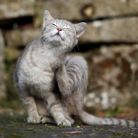 Germany, Baden-Wuerttemberg, Grey tabby cat, Felis silvestris catus, scratching Germany, Baden-Wuerttemberg, Grey tabby cat, Felis silvestris catus, scratching
